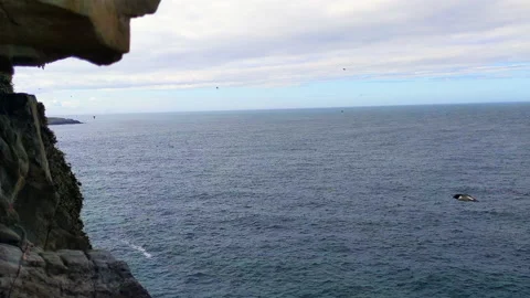 Static-Sea Cliff With flying Razorbills Stock Footage 199094551