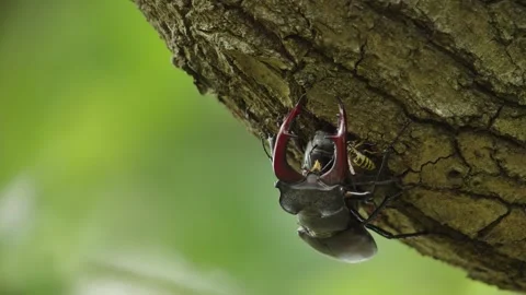Static shallow focus of stag beetle copulation, male sits on female on Stock Footage 245717310