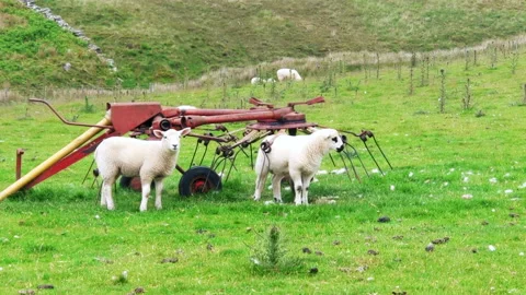 Static - Sheep grazing in pasture Stock Footage 199957034