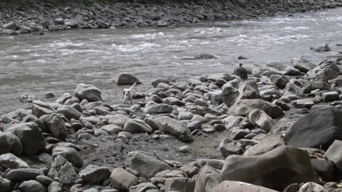 Static shot 1 of stray dog, vultures and rocks on river bank in Colombia Stock Footage 153802016