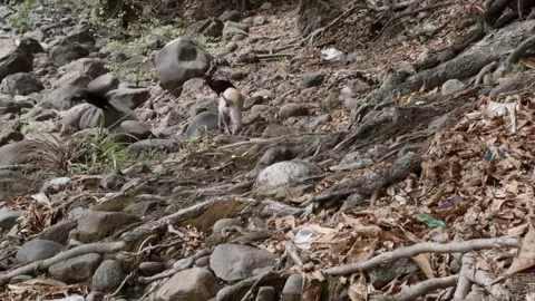 Static shot 2 of stray dog, vultures and rocks on river bank in Colombia Stock Footage 153801888