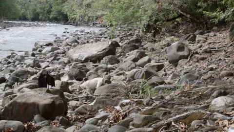 Static shot 3 of stray dog, vultures and rocks on river bank in Colombia Stock Footage 153801901