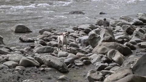 Static shot 4 of stray dog, vultures and rocks on river bank in Colombia Stock Footage 153802021