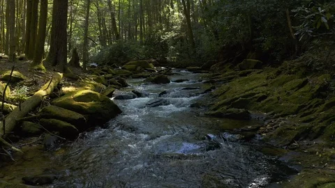 A static shot above a mountain stream on a summer day. Stock Footage 116413192
