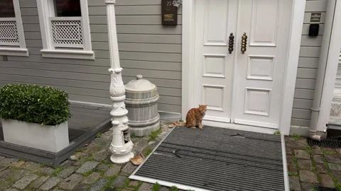 Static shot of an adorable ginger cat sitting outside the elegant white Stock Footage 340155109