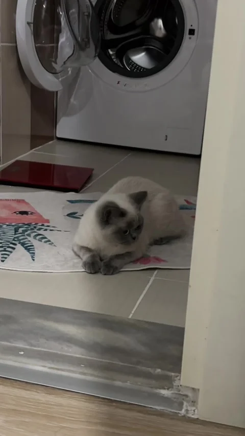 Static shot of an adorable grey kitten sitting patiently on a bathroom mat Stock Footage 335167414