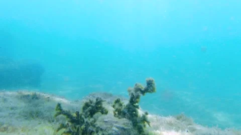 Static shot of algae swaying under the water Stock Footage 163014959