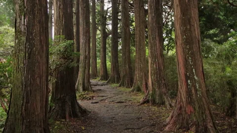 Static shot of an ancient cedar lined forest trail in Hakone, Japan Stock Footage 321130963