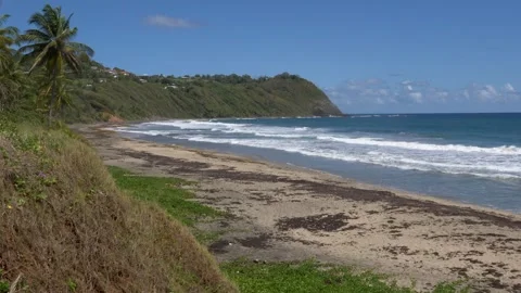 Static Shot of Anse Charpentier – Sand, Sea and Vegetation – Martinique Stock Footage 317565776