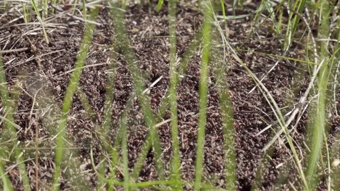 Static shot of ants. Stock Footage 111599263