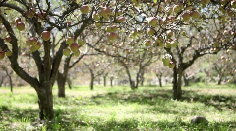 Static Shot: of an apple farm. 스톡 동영상 31590014