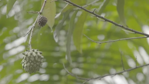 Static Shot of Atemoya Fruit Growing in Atlantic Forest Agroforestry System Stock Footage 320634032