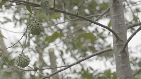 Static Shot of Atemoya Fruit Growing in Atlantic Forest Agroforestry System Stock Footage 320634046