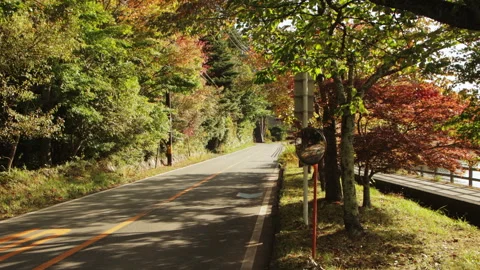 Static shot of an autumn forest road with colorful foliage in Yamanakako, Japan Stock Footage 321128611