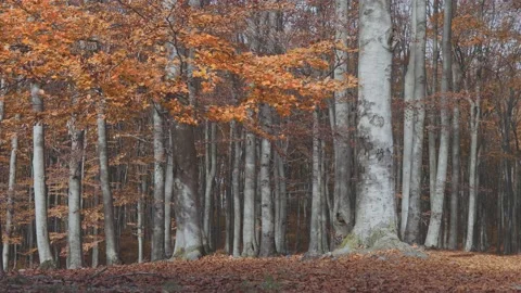 Static shot of autumn trees in the forest Stock Footage 143307986