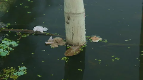Static Shot of Bamboo Pole in Still Pond with Floating Leaves Stock Footage 329341777