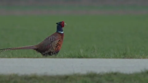 A static shot of a beautiful pheasent walking near a path Stock Footage