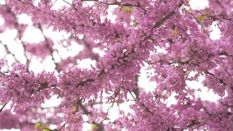 Static Shot Of Beautiful Pink Spring Tree, Spring Pink Blossom Video stock 129180662