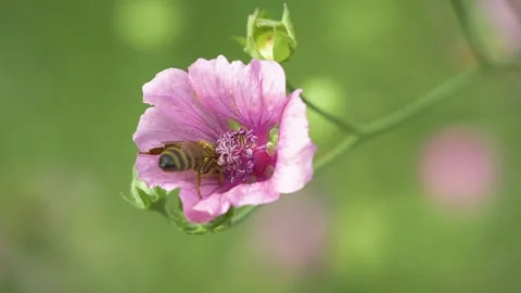 Static shot of bee pollinating althaea cannabina hemp leaved mallow Video stock 344639264
