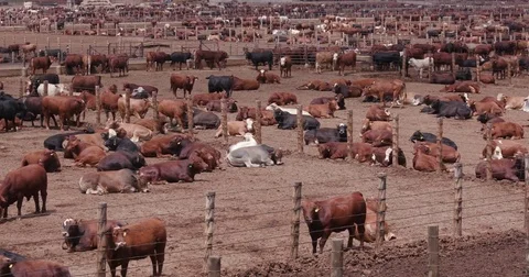 Static shot of beef cattle in a feedlot Stock Footage 78193402