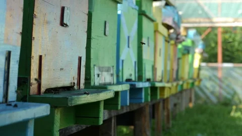 Static Shot of Bees Flying into Beehives Vidéo 311755058