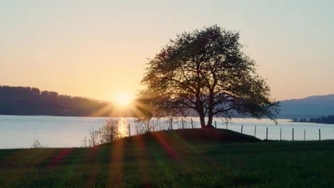 Static shot of big tree at sunset Stock Footage 205408253