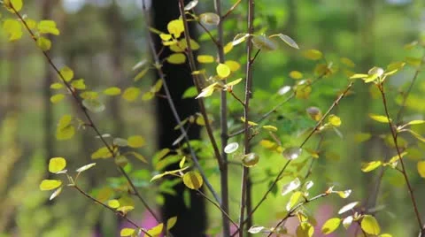 Static shot of birch young tree in autumn while wind blows 库存影片 11195109