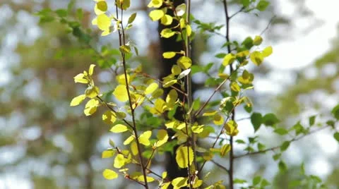 Static shot of birch young tree in autumn while wind blows Видео 11195113
