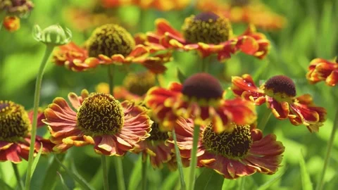 Static shot of blooming helenium bandera sneezeweed flower in garden Video stock 344550969