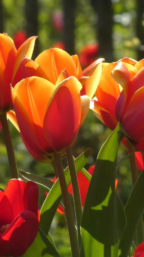 Static shot of blooming orange tulips in spring garden at golden hour video Видео 334807740