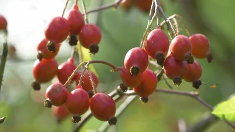 Static shot of blooming rosa glauca red leaved rose in garden Video stock 344550905