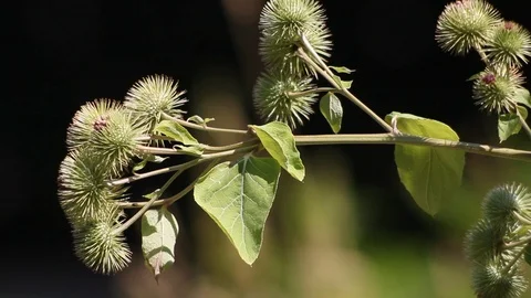 Static shot of a blooming thistle with background blur Stock Footage 93929877