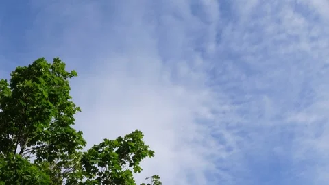Static shot of blue skies with cloud and windy tree on bottom left Stock Footage 244740549