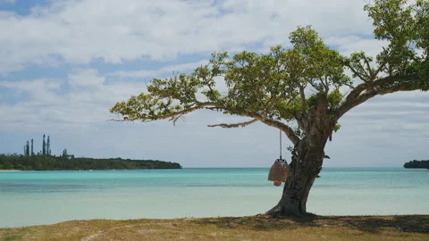 Static shot of bonsaï like tree in a secluded and paradisiac bay of Isle Vídeo Stock 204910750