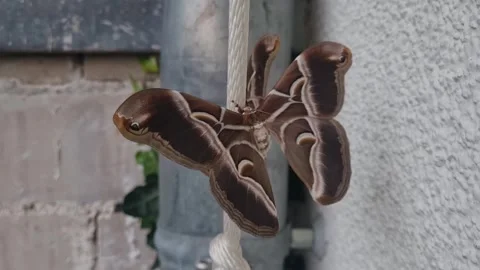 Static shot of brown giant moth Stock Footage 256944895