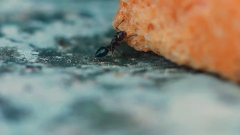 Static shot of a brown worker ant trying to find a spot to cut the bread Stock Footage 129533364