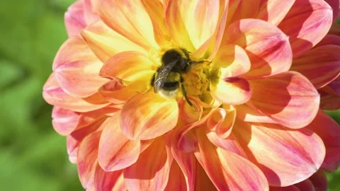 Static shot of bumblebee pollinating peach dahlia flower in garden Video stock 344639309