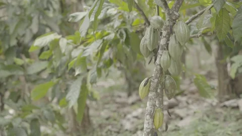 Static Shot of Cacao Pod (Cacau) Growing in Atlantic Forest Agroforestry System Stock Footage 320633915