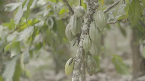 Static Shot of Cacao Pod (Cacau) Growing in Atlantic Forest Agroforestry System Stock Footage 320633942