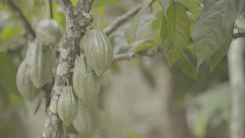 Static Shot of Cacao Pod (Cacau) Growing in Atlantic Forest Agroforestry System Stock Footage 320633945