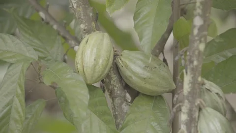 Static Shot of Cacao Pod (Cacau) Growing in Atlantic Forest Agroforestry System Stock Footage 320633987