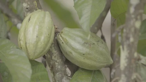 Static Shot of Cacao Pod (Cacau) Growing in Atlantic Forest Agroforestry System Stock Footage 320633997