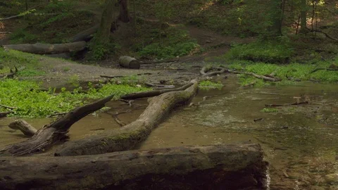 Static shot of calm stream with fallen tree Stock Footage 115859434