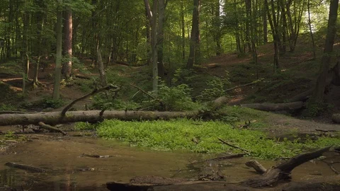Static shot of calm stream with fallen tree summertime, relaxing view Stock Footage 115859866