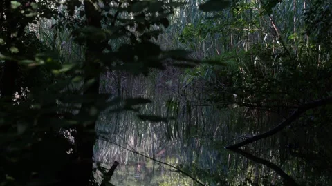 Static Shot of Calm Water Surface with Reeds and Forest Reflection Video stock 323770109