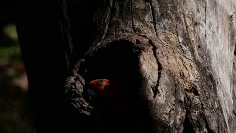 Static shot capturing a creepy little Sun Parakeet, Aratinga Solstitialis, 스톡 동영상 157744210