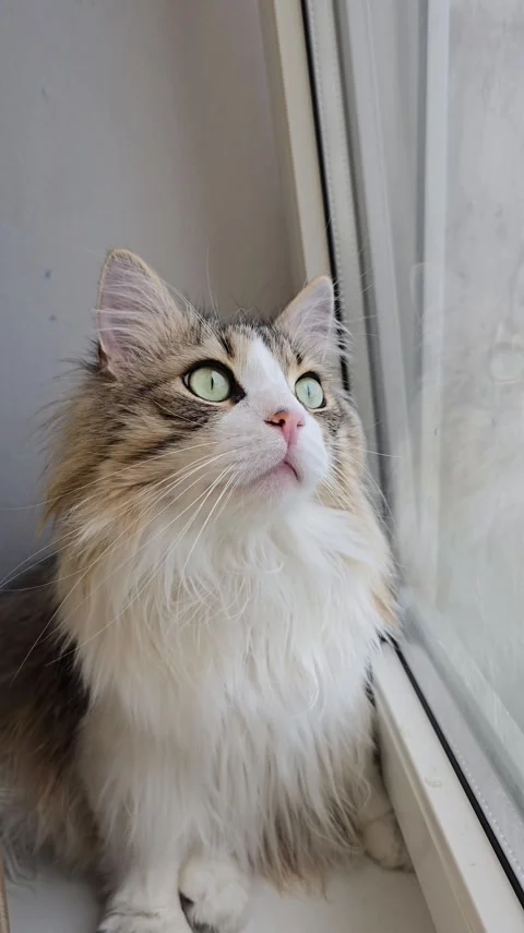Static shot of cat observing environment through window indoors Stock Footage 346622295