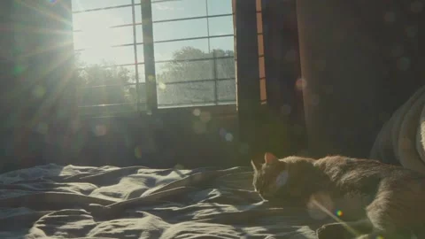 Static shot of a cat sleeping on a bed in a cozy sunlit room Stock Footage 345812103