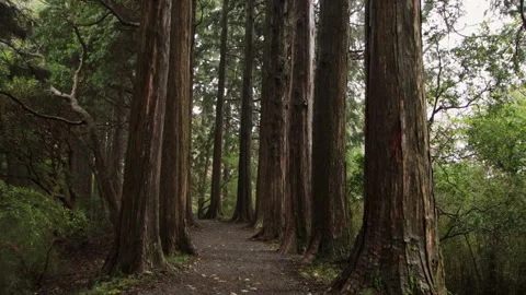Static shot of a cedar forest pathway in Hakone, Japan Stock Footage 321297591
