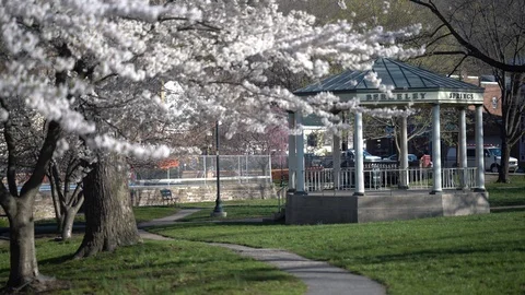 Static shot of cherry blossoms and gazebo in Berkeley Springs State Park. Stock Footage 106474346